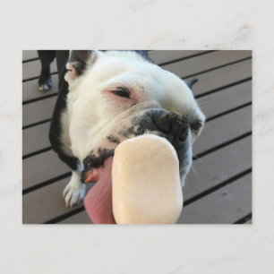 Jellybothe Boston Terrier Postkarte