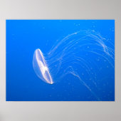 jellyfish-474059 jellyfish tentacles poisonous und poster (Vorne)