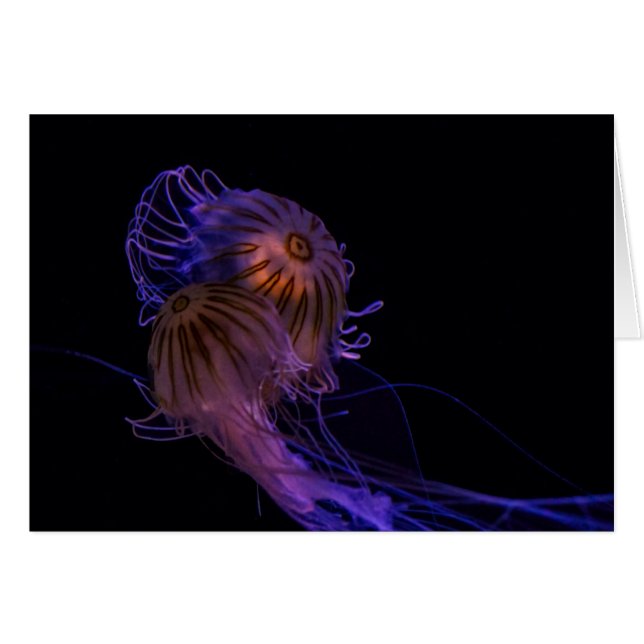 Jellyfish Dance Partners (Vorderseite (Horizontal))