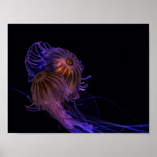 Jellyfish Dance Partners Poster (Vorne)