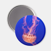 Jellyfish Magnet (Vorderseite/Rückseite)