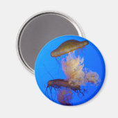 Jellyfish Magnet (Vorderseite/Rückseite)