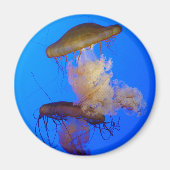 Jellyfish Magnet (Vorne)