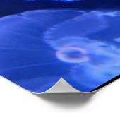 JELLYFISH POSTER (Ecke)