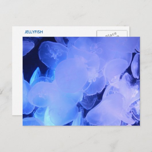 JELLYFISH POSTKARTE (Vorne/Hinten)