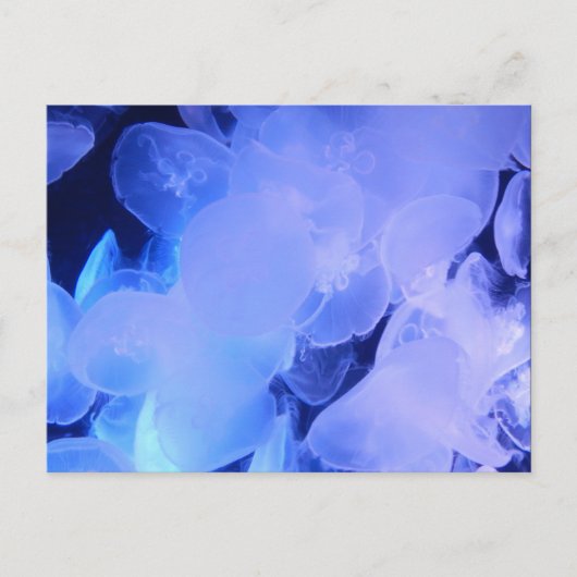JELLYFISH POSTKARTE (Vorderseite)