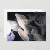 JellyFish Postkarte (Vorne/Hinten)