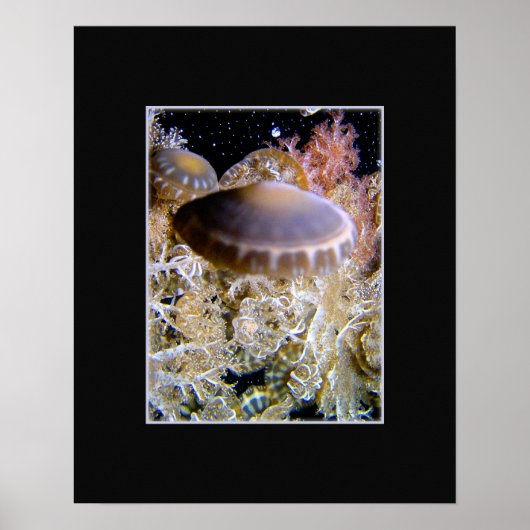 Jellyship Poster (Vorne)