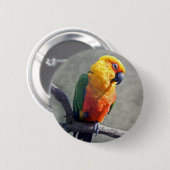 Jenday Conure Abzeichen Button (Vorne & Hinten)