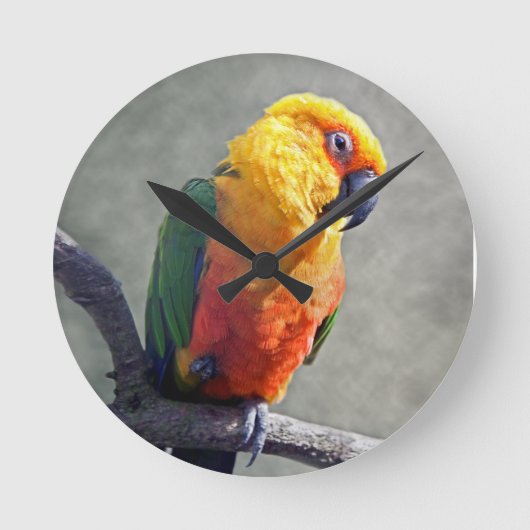 Jenday Conure Clock Runde Wanduhr (Vorderseite)