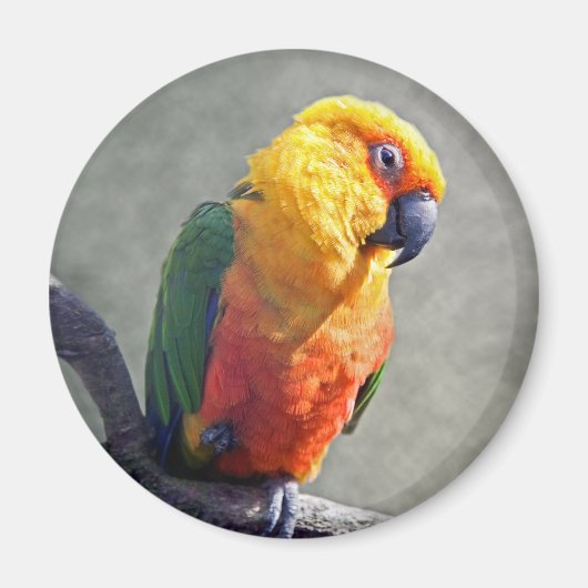 Jenday Conure Magnet (Vorne)