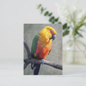 Jenday Conure Postcard Postkarte (Stehend Vorderseite)