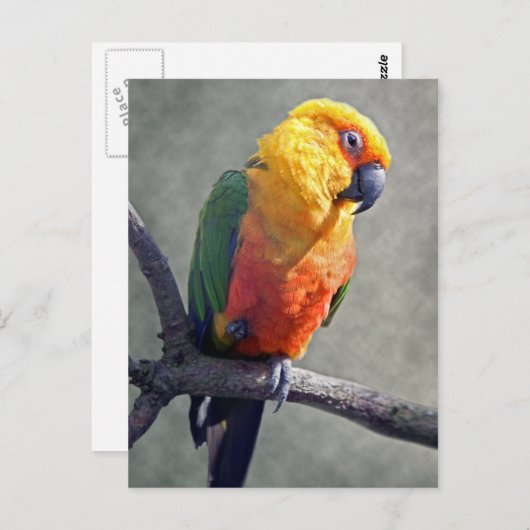 Jenday Conure Postcard Postkarte (Vorne/Hinten)