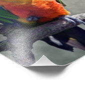 Jenday Conure Print Fotodruck (Ecke)
