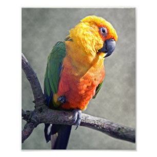 Jenday Conure Print Fotodruck