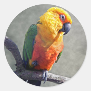 Jenday Conure Sticker