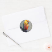 Jenday Conure Sticker (Umschlag)