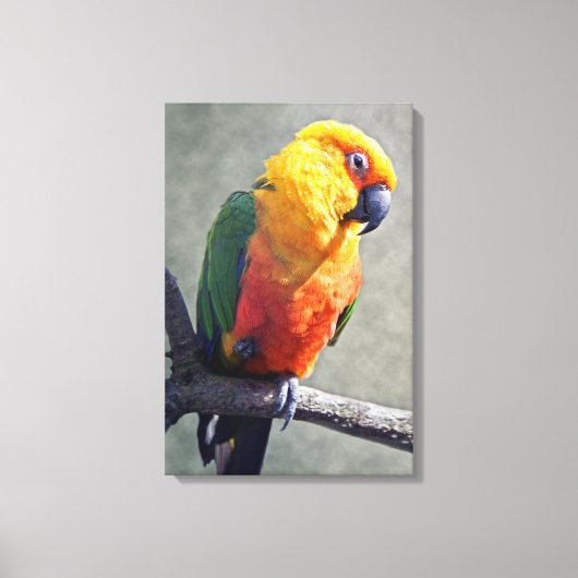 Jenday Conure Wrapped Canvas Leinwanddruck (Vorderseite)