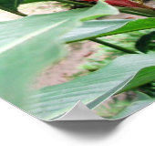 Jengibre rojo (roter Ingwer) Poster (Ecke)