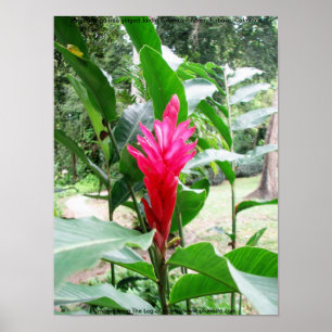 Jengibre rojo (roter Ingwer) Poster