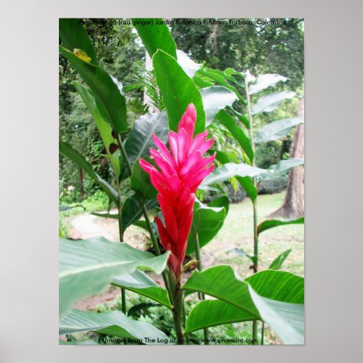 Jengibre rojo (roter Ingwer) Poster (Vorne)