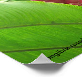 Jengibre rosado (rosa Ingwer) Poster (Ecke)