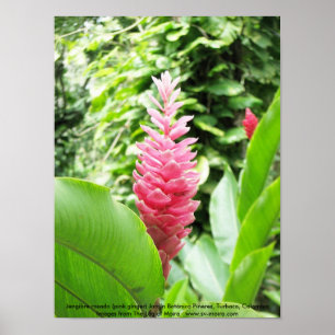 Jengibre rosado (rosa Ingwer) Poster