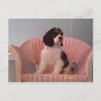 Jenna, der Hasenjunge Postkarte