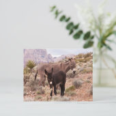 Jenny's Foal Postkarte (Stehend Vorderseite)