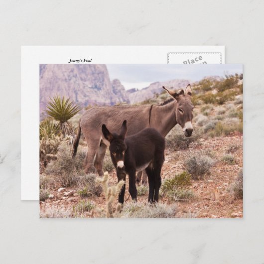 Jenny's Foal Postkarte (Vorne/Hinten)