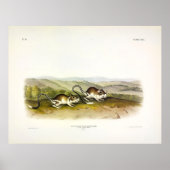 Jerboa Mouse (Kangaroo Rat) von Audubon Poster (Vorne)