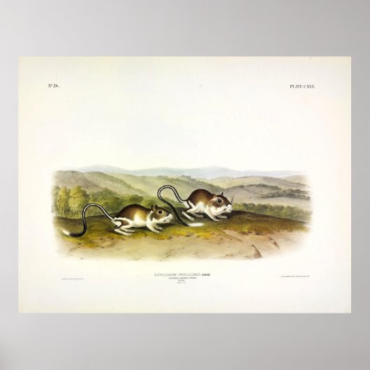Jerboa Mouse (Kangaroo Rat) von Audubon Poster (Vorne)