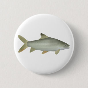 Jerdon's Carp Button