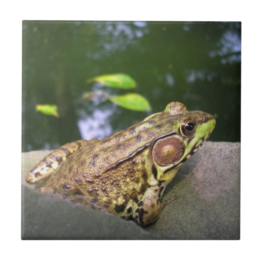 Jeremy Fisher Fliese (Vorderseite)