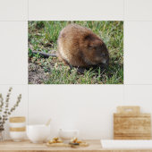 Jerry the muskrat poster (Küche)