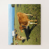 Jersey calves in Jersey Puzzle (Vertikal)