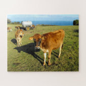 Jersey calves in Jersey Puzzle (Horizontal)