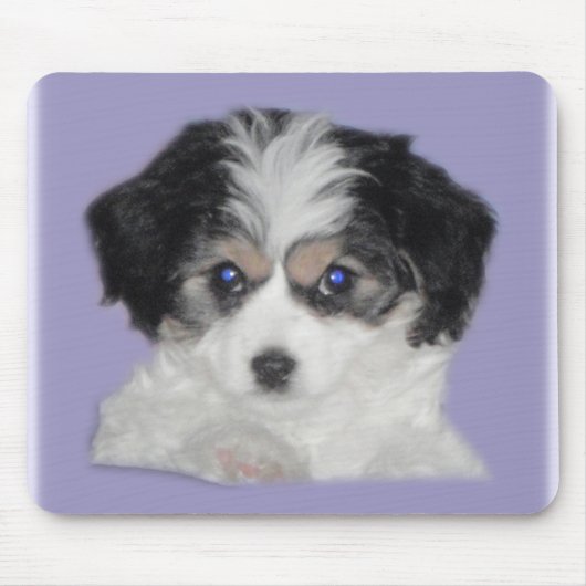 Jersey Cavachon Mousepad (Vorne)