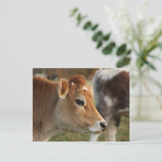 Jersey Cow Postkarte (Stehend Vorderseite)