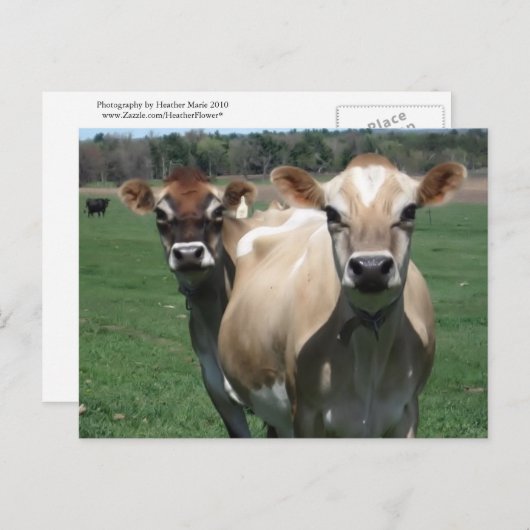 Jersey cows postkarte (Vorne/Hinten)