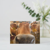 Jersey Dairy Cow Nah-up Foto Postcard Postkarte (Stehend Vorderseite)