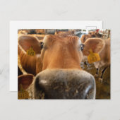 Jersey Dairy Cow Nah-up Foto Postcard Postkarte (Vorne/Hinten)