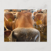 Jersey Dairy Cow Nah-up Foto Postcard Postkarte (Vorderseite)
