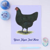 Jersey Giant: Black Hen Flyer (Einzeln)