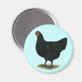 Jersey Giant: Black Hen Magnet (Vorderseite/Rückseite)