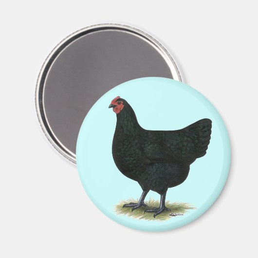 Jersey Giant: Black Hen Magnet (Vorderseite/Rückseite)