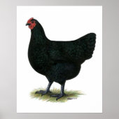 Jersey Giant: Black Hen Poster (Vorne)