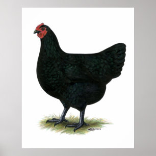 Jersey Giant: Black Hen Poster