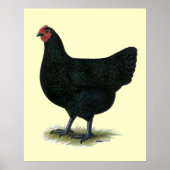 Jersey Giant: Black Hen Poster (Vorne)