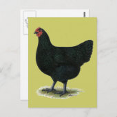 Jersey Giant: Black Hen Postkarte (Vorne/Hinten)